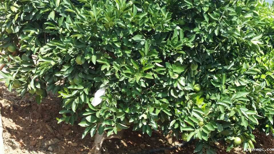 《褚橙庄園——褚时健晚年精心打造的巨著》一一大江讲堂随笔(图3)
